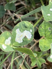 Porphyrosela minuta