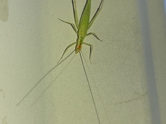 Oecanthus