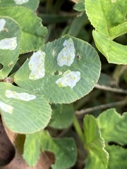 Porphyrosela minuta