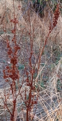 Rumex patientia