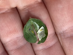 Porphyrosela minuta