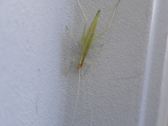 Oecanthus
