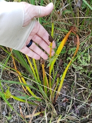 Xyris laxifolia iridifolia