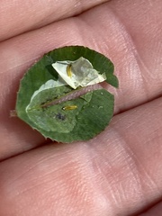 Porphyrosela minuta