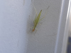 Oecanthus