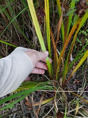 Xyris laxifolia iridifolia