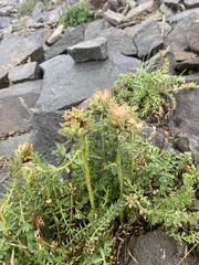 Polemonium confertum