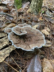 Phellodon niger
