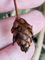 Xyris laxifolia iridifolia