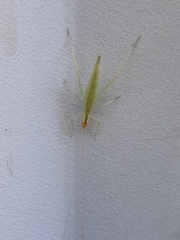 Oecanthus