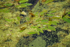 Potamogeton nodosus
