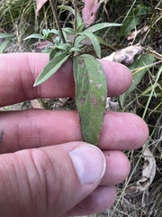 Helianthinae