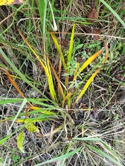 Xyris laxifolia iridifolia