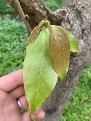 Glochidion sumatranum