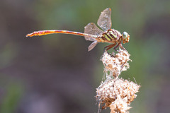 Aphylla angustifolia