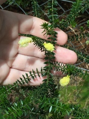 Acacia verticillata