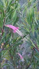 Styphelia triflora