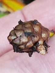 Xyris laxifolia iridifolia