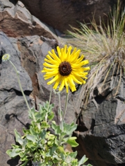 Encelia canescens