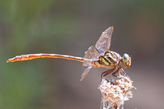Aphylla angustifolia