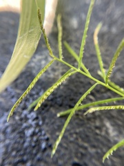 Paspalum repens