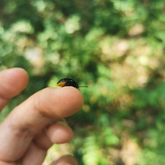 Gallerucida flaviventris