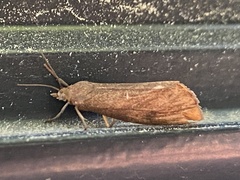 Virbia aurantiaca