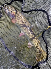 Oncorhynchus clarkii