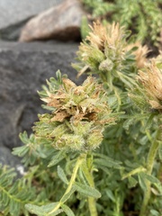 Polemonium confertum