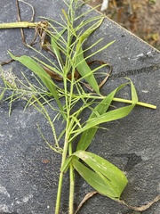 Paspalum repens