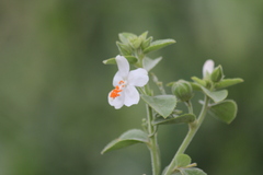 Hibiscus micranthus