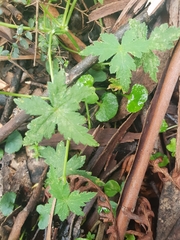 Hydrocotyle geraniifolia