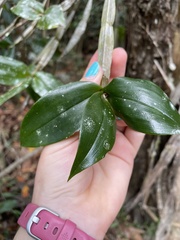 Dendrobium tetragonum