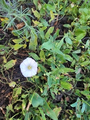 Convolvulus arvensis