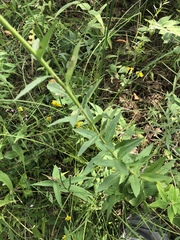 Hieracium umbellatum umbellatum