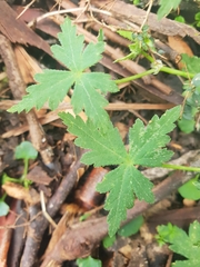 Hydrocotyle geraniifolia