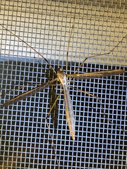Tipula oleracea
