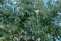 Populus angustifolia