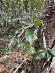 Dendrobium tetragonum