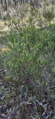 Styphelia triflora