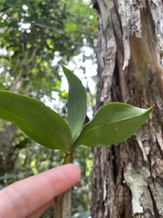 Dendrobium tetragonum