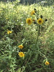 Hieracium umbellatum umbellatum