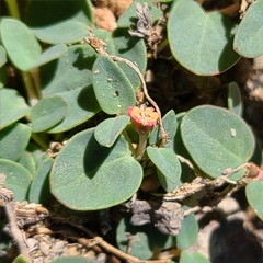 Euphorbia fendleri