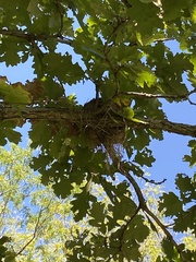 Hylocichla mustelina