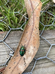 Scutiphora pedicellata