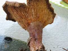 Lactarius helvus