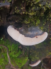 Ganoderma australe