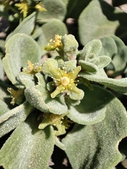 Tetragonia