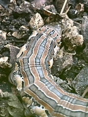 Isognathus rimosa