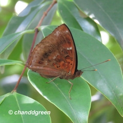 Rohana parisatis staurakius